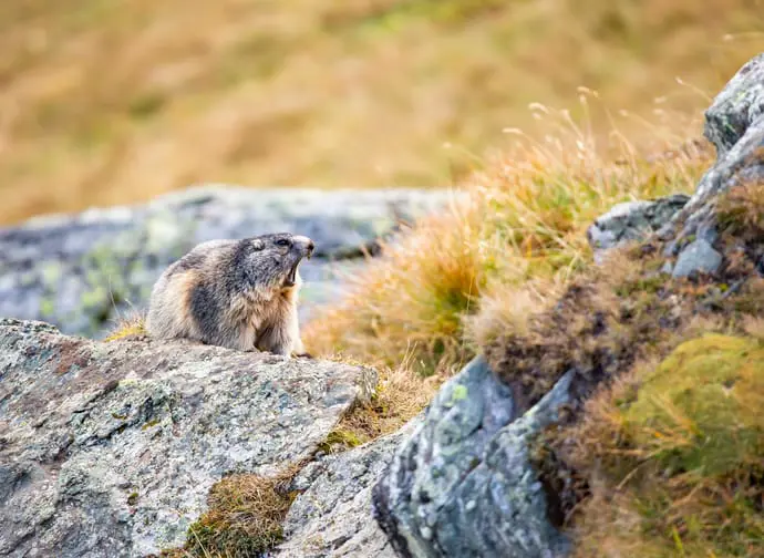 Wildtierbeobachtung Murmeltier