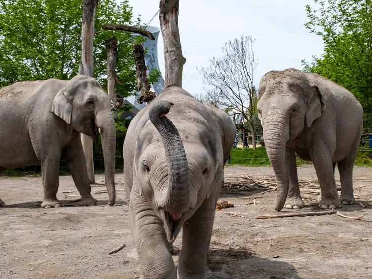 Elefanten Herde Knies Kinderzoo Familien Pass